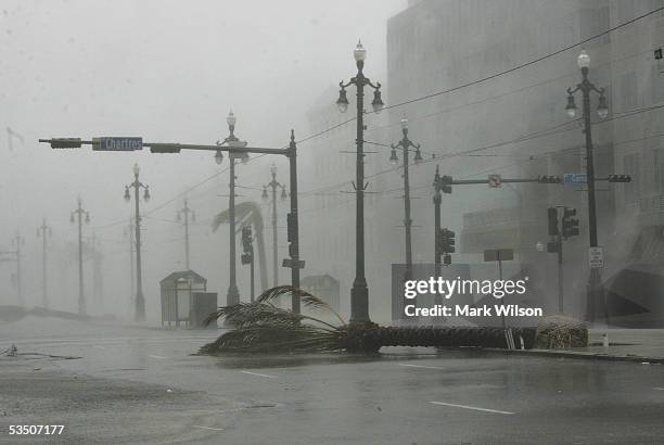 Palm tree lies on Canal Street during the heavy rain and wind from Hurricane Katrina August 29, 2005 in New Orleans, Louisiana. Katrina has been down...