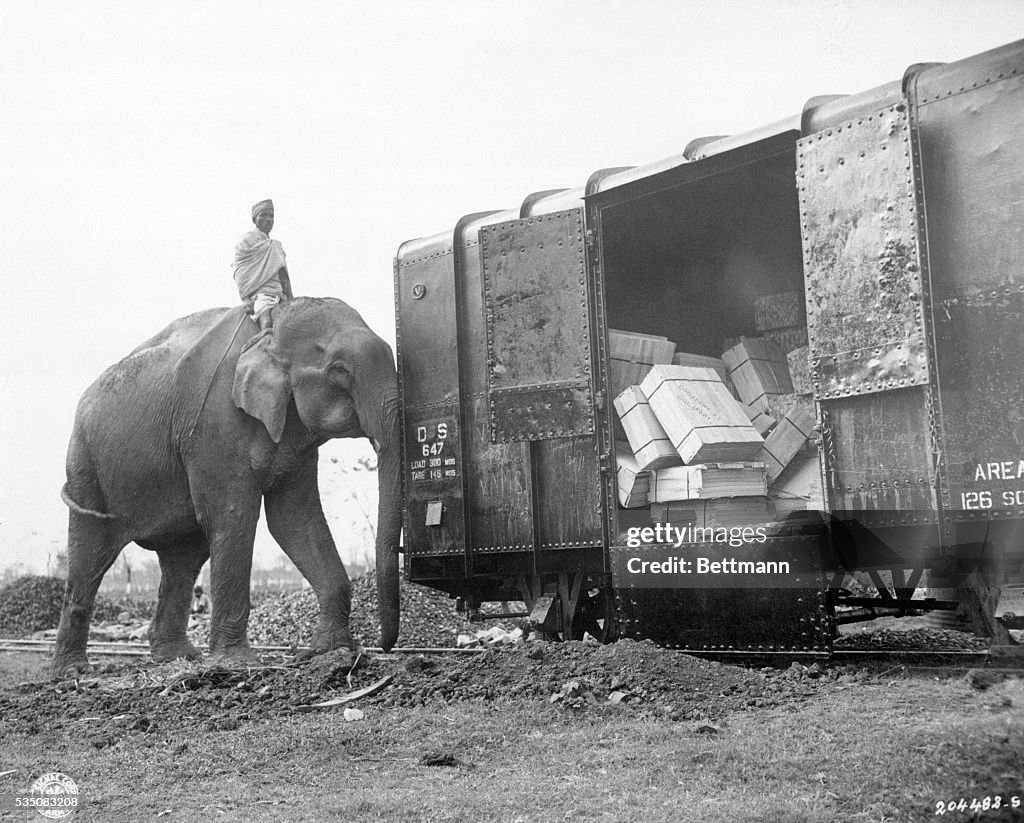 Elephant Pushing Boxcar