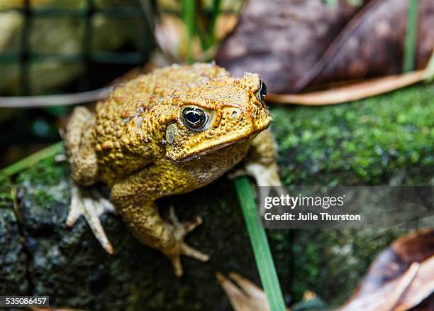 wildlife - cane toad fotografías e imágenes de stock