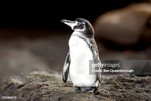 wildlife - galapagos penguin fotografías e imágenes de stock