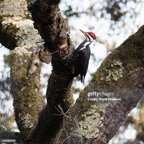 wildlife - auburn oaks stock pictures, royalty-free photos & images