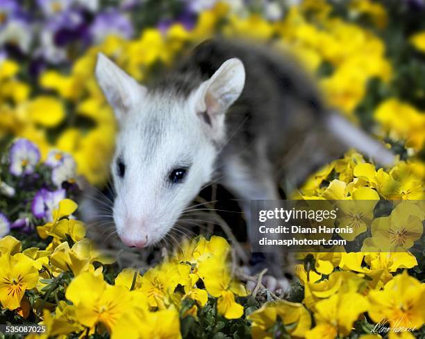 wildlife - opossum 個照片及圖片檔