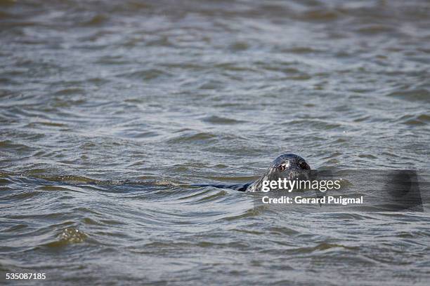 wildlife - blakeney national nature reserve stock pictures, royalty-free photos & images