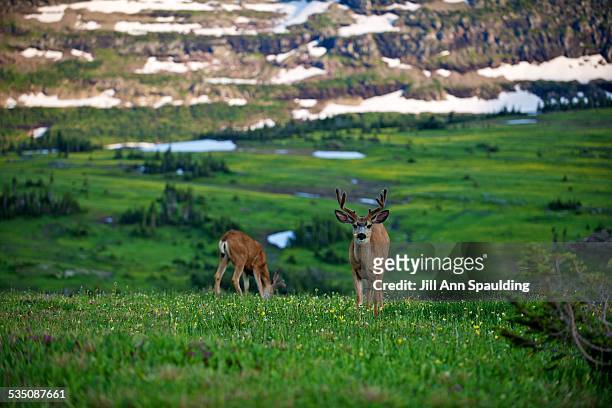 wildlife - mule deer stock pictures, royalty-free photos & images
