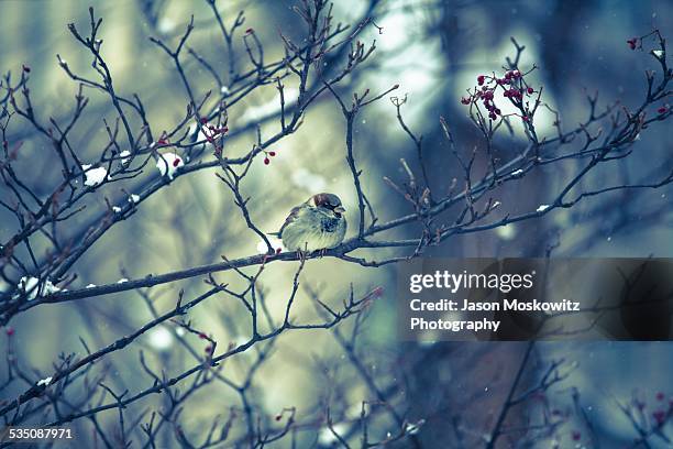 wildlife - gorrión común fotografías e imágenes de stock