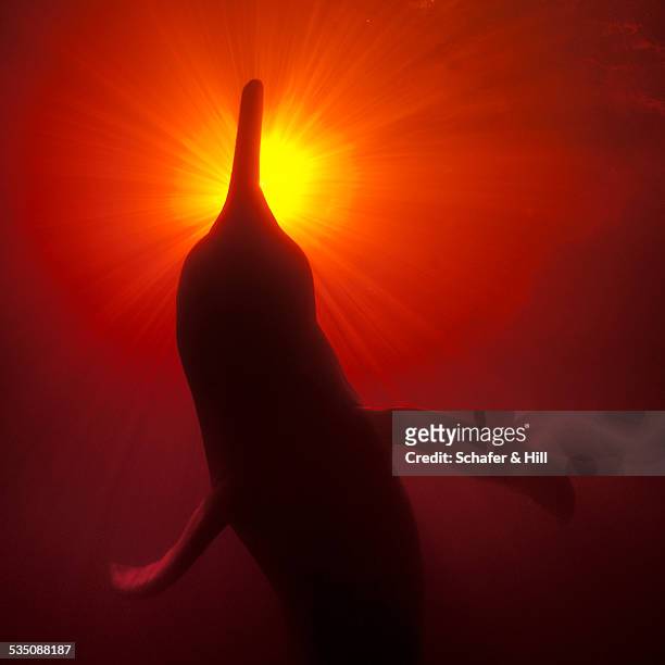 wildlife - boto river dolphin stockfoto's en -beelden