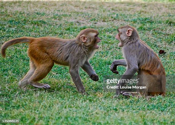 wildlife - macaque fight stock-fotos und bilder