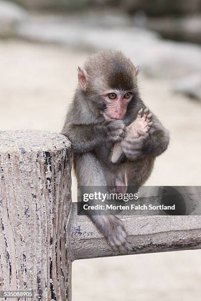 wildlife - feet sucking stock pictures, royalty-free photos & images