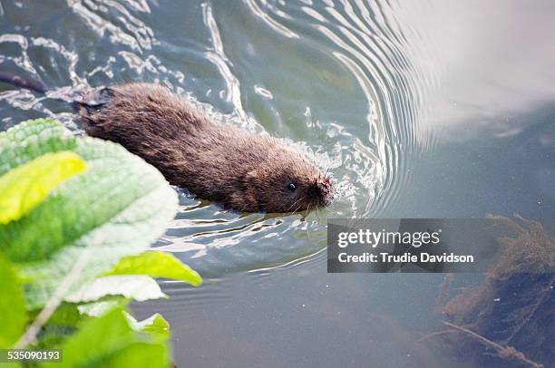 Dutch Water Rats 394 English Water Rat Stock Photos, High-Res Pictures, and Images ...