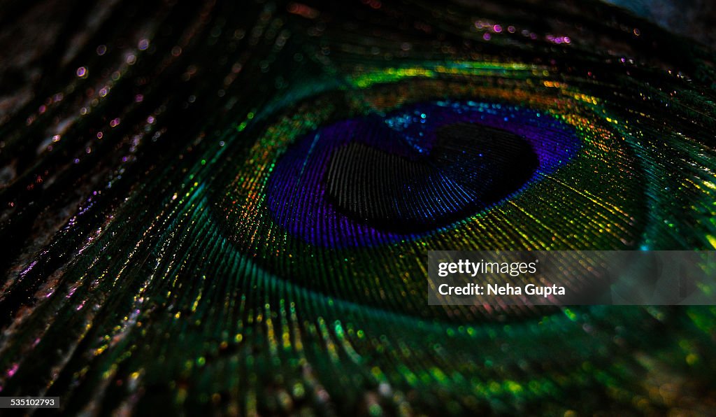 Peacock Feather High-Res Stock Photo - Getty Images Peacock Feather High-Res Stock Photo - Getty Images