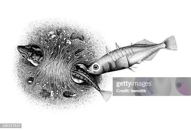 female stickleback laying eggs helped by male - stickleback fish stock illustrations