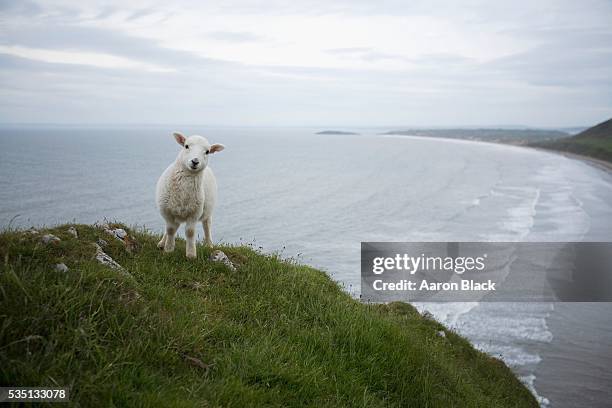 lamb standing on hill at edge of sea cliffs, rhossili, llangennith beach, wales - lammetje stockfoto's en -beelden