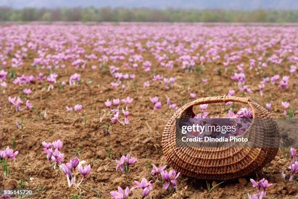 basket filled with saffron flowers in a field in jammu and kashmir, india - jammu en kasjmir stockfoto's en -beelden