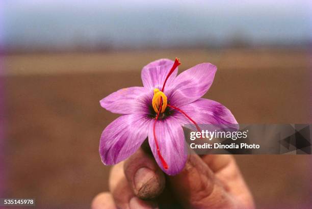 saffron flower in jammu and kashmir, india. - saffron 個照片及圖片檔