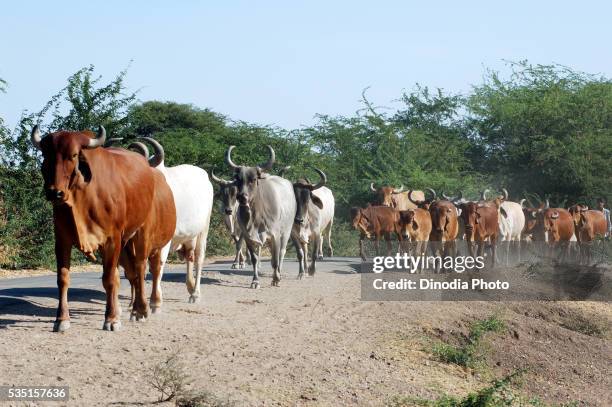 herd of bullocks walking along a road in gujarat, india. - gujarat females stock pictures, royalty-free photos & images