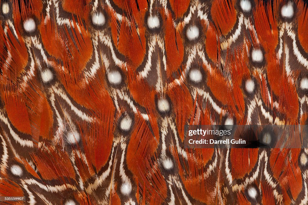 Tragopan Temminck's Feather design