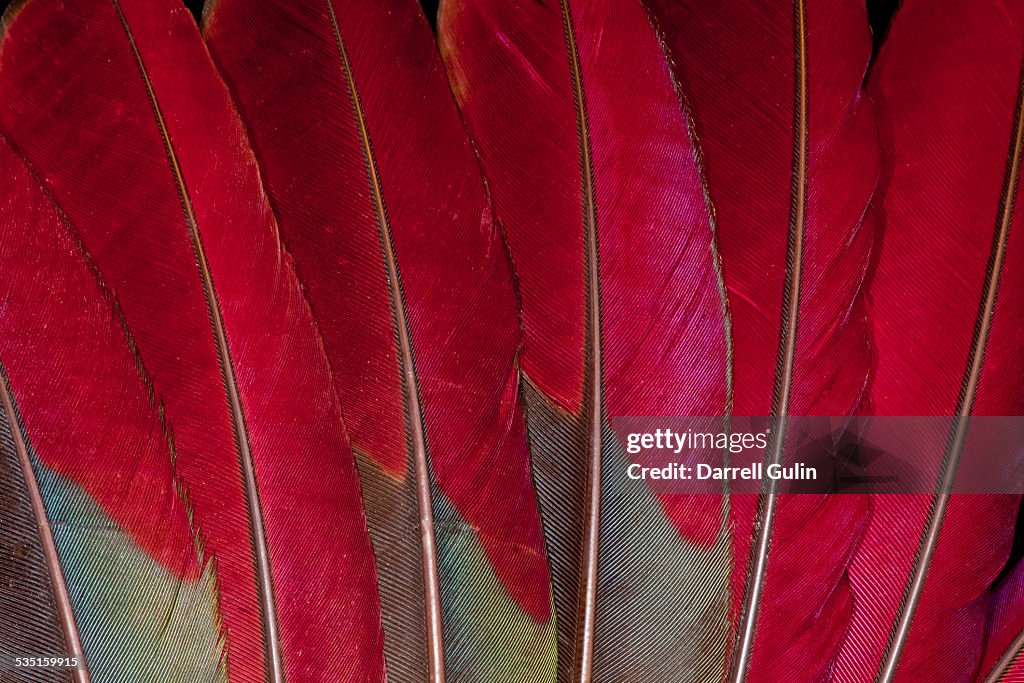 Reds of Turaco Feather Design