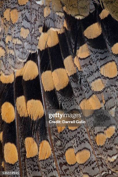 feather design greater painted snipe - greater painted snipe stock pictures, royalty-free photos & images