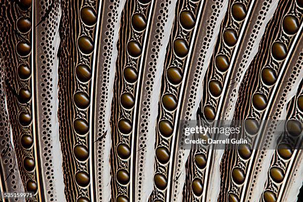 Pheasant Wing Pattern 95 Argus Pheasant Stock Photos, High-Res Pictures, and Images - Getty ...
