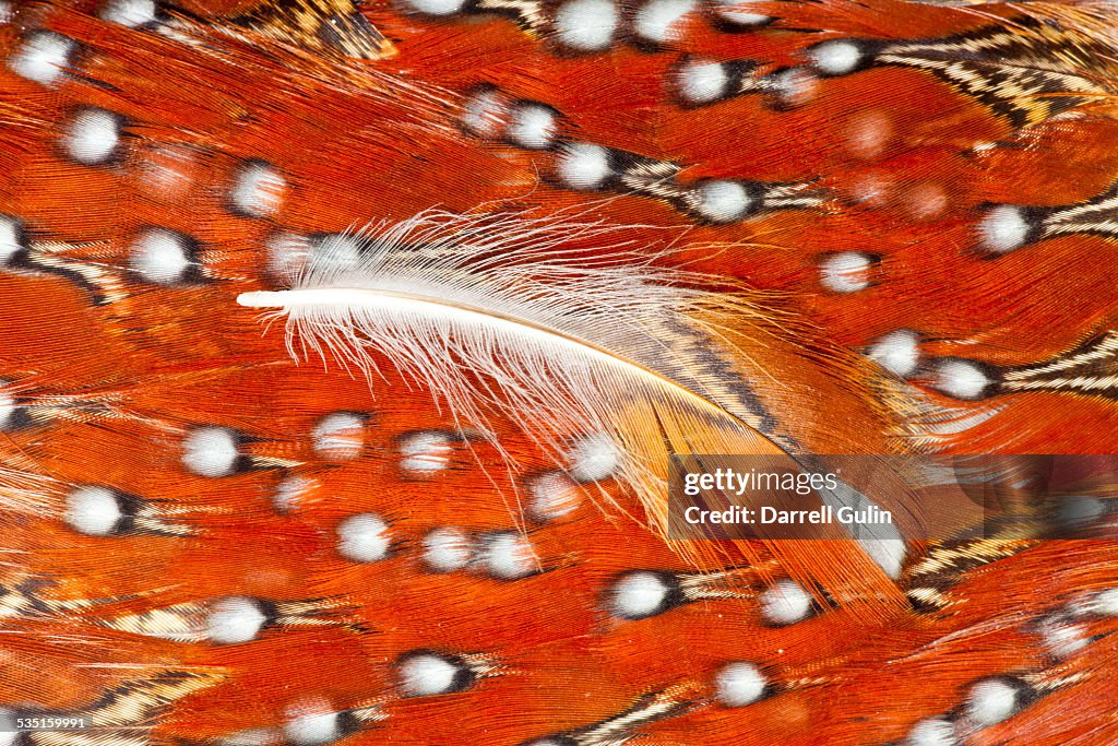 Tragopan Temminck's feathers