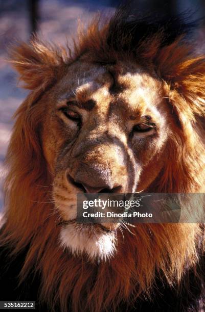 lion in gir forest national park, gujarat, india. - ギールフォーレスト国立公園 ストックフォトと画像