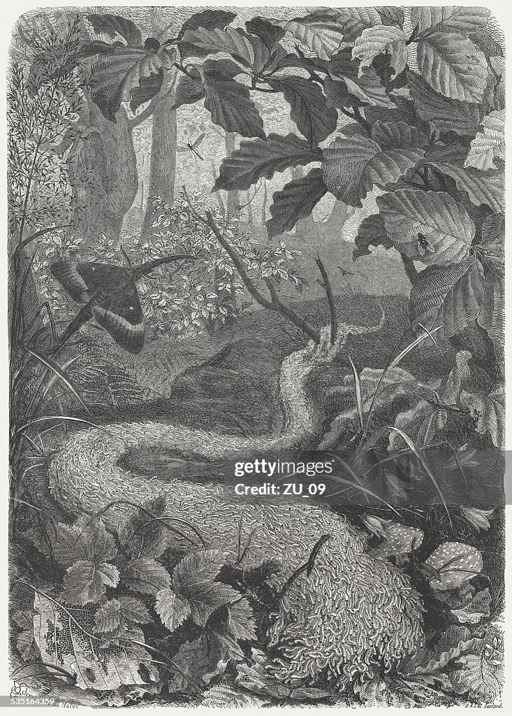 Fungus Gnat Larvae Aggregation (Sciara militaris), wood engraving, published 1871