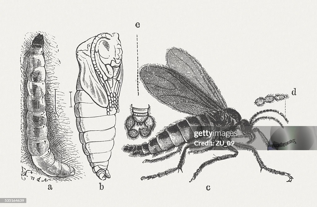 Fungus Gnat (Sciara militaris), wood engraving, published in 1871