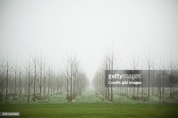 misty tree farm - tree farm foto e immagini stock