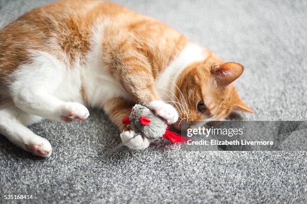cat playing with toy mouse - cat mouse stock pictures, royalty-free photos & images