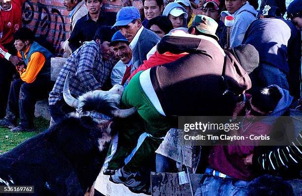 Spectator gets charged and almost gored during a Bull fight in Copacabana, Bolivia as a bull charges into the crowd. Although hurt the man was not...