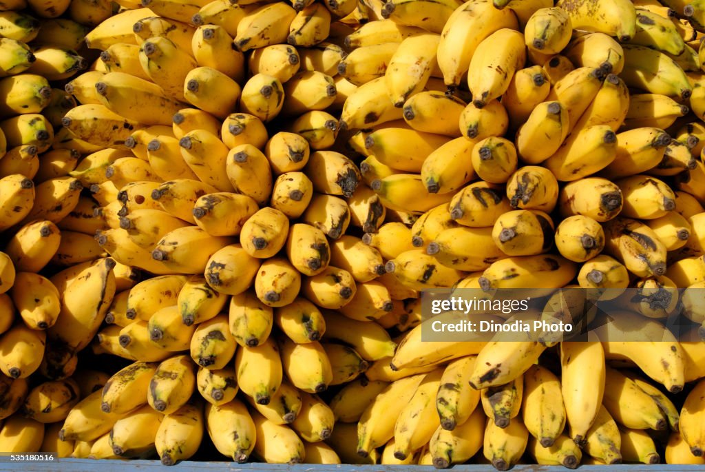 Ripe bananas in Sangli, Maharashtra, India.