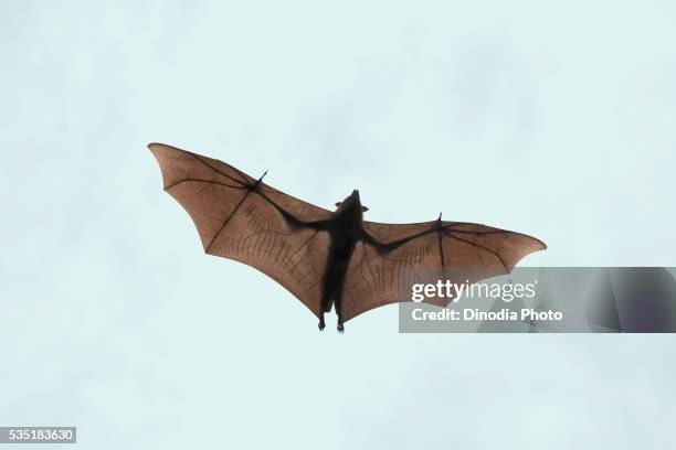 indian flying fox found in bhuj district, kutch, gujarat, india. - pteropus giganteus stock pictures, royalty-free photos & images