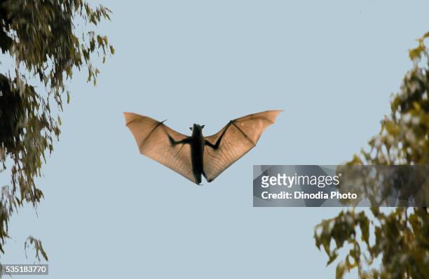 indian flying fox found in bhuj district, kutch, gujarat, india. - pteropus giganteus stock pictures, royalty-free photos & images
