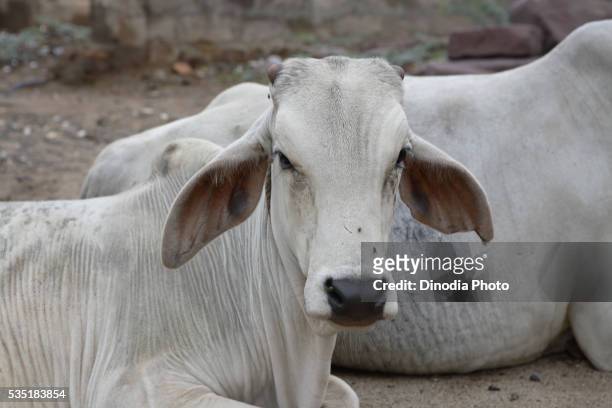 indian cows in kutch, gujarat, india. - gujarat females stock pictures, royalty-free photos & images