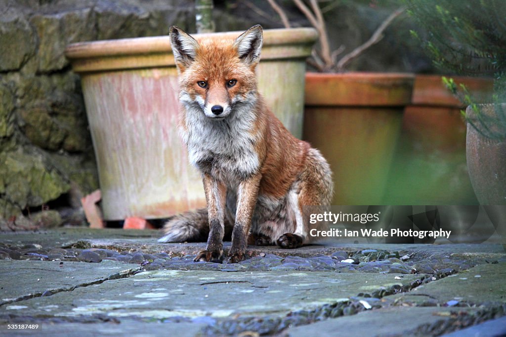 Urban fox (vulpes vulpes) in garden