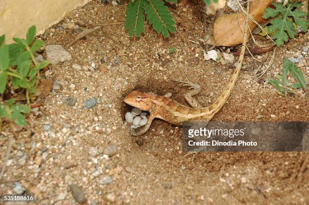 garden lizard covering eggs with mud. - female animal stock pictures, royalty-free photos & images