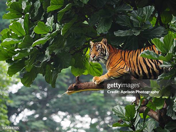sumatran tiger climbing and sitting back on a tree - sumatra stock pictures, royalty-free photos & images