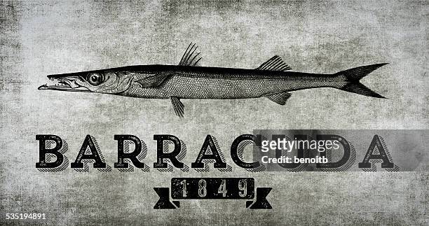 ilustrações, clipart, desenhos animados e ícones de barracuda 1849 - barracuda
