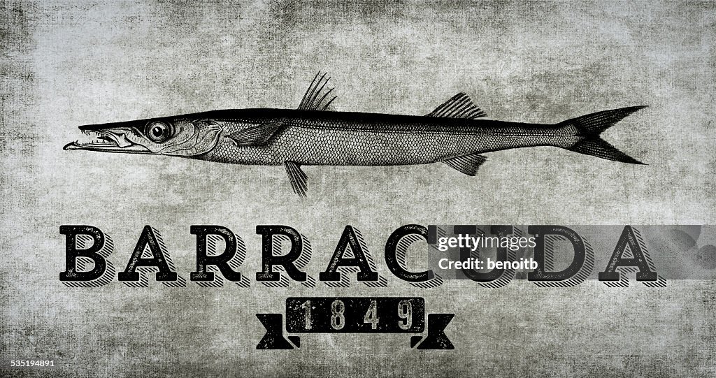 Barracuda 1849