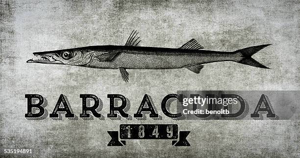 barracuda 1849 - barracuda stock illustrations