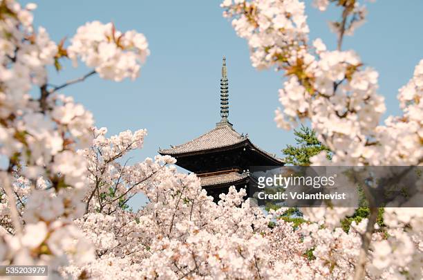 ninnaji temple w/ cherry blossoms in bloom, kyoto - kyoto city stock pictures, royalty-free photos & images