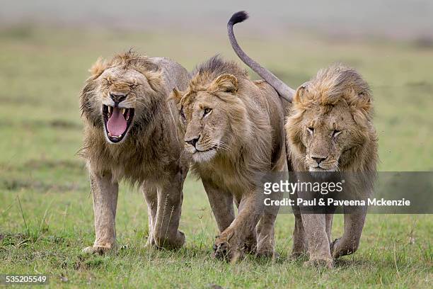 5,861 Lion Walking Photos and Premium High Res Pictures - Getty Images