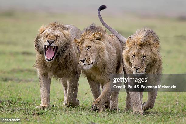 5,861 Lion Walking Photos and Premium High Res Pictures - Getty Images 5,861 Lion Walking Photos and Premium High Res Pictures - Getty Images
