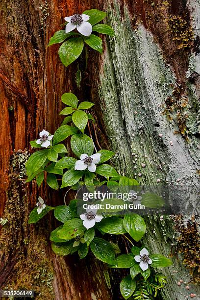 bunch berry blooming on old stump sol duc - bunchberry cornus canadensis stock pictures, royalty-free photos & images