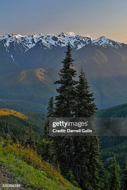 mt. olympus from hurricane ridge evening light - mount-olympus-olympic-national-park stock pictures, royalty-free photos & images