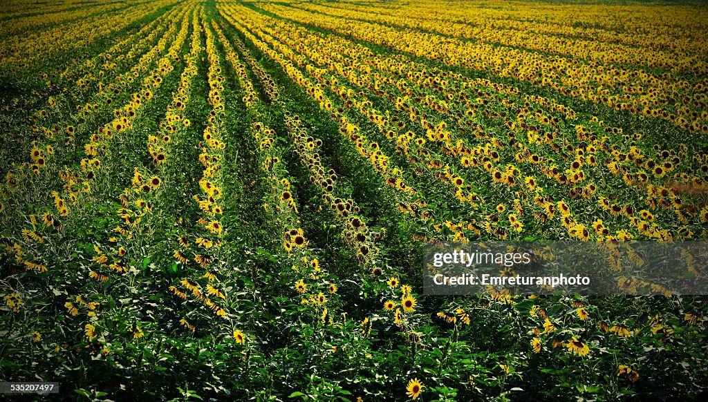 Sunflower fields in August