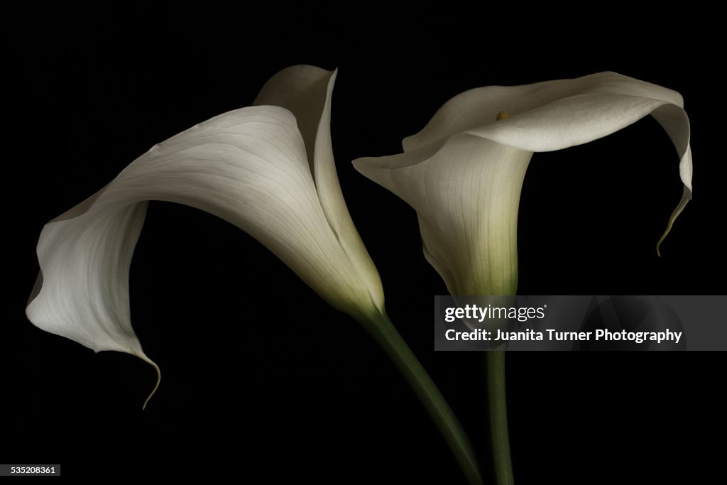 Pair of White Calla Lily Flowers