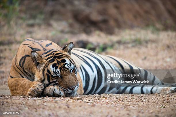 bengal tiger sleeping on track - tiger photos et images de collection
