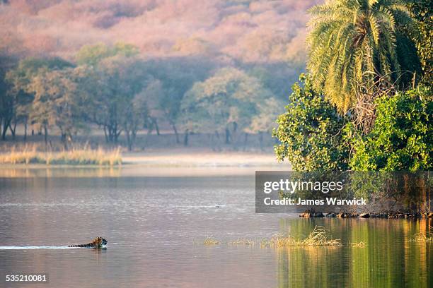 bengal tigress swimming across lake rajbagh - tiger photos et images de collection