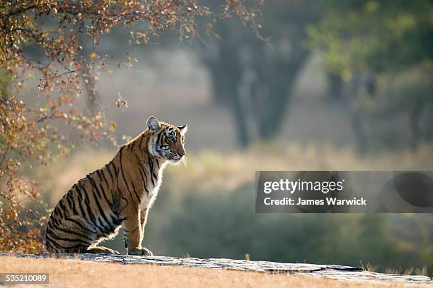 bengal tiger cub sitting on rocky ledge - a bengal tiger stockfoto's en -beelden